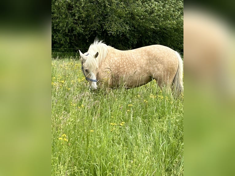 Lusitanos Stute 9 Jahre 150 cm Palomino in Waldkraiburg