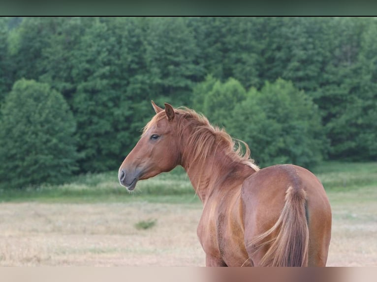 Lusitanos Stute 9 Jahre 154 cm Fuchs in Lahr/Schwarzwald