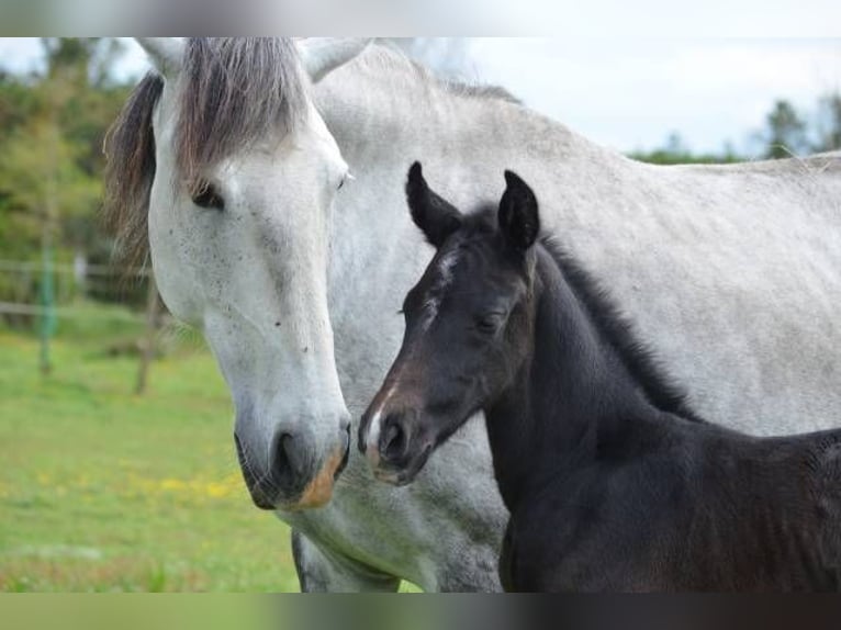 Lusitanos Stute 9 Jahre 155 cm Apfelschimmel in Herm