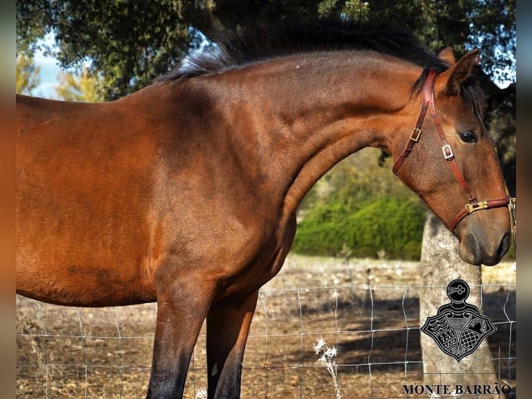 Lusitanos Stute 9 Jahre 155 cm Dunkelbrauner in Zakupy