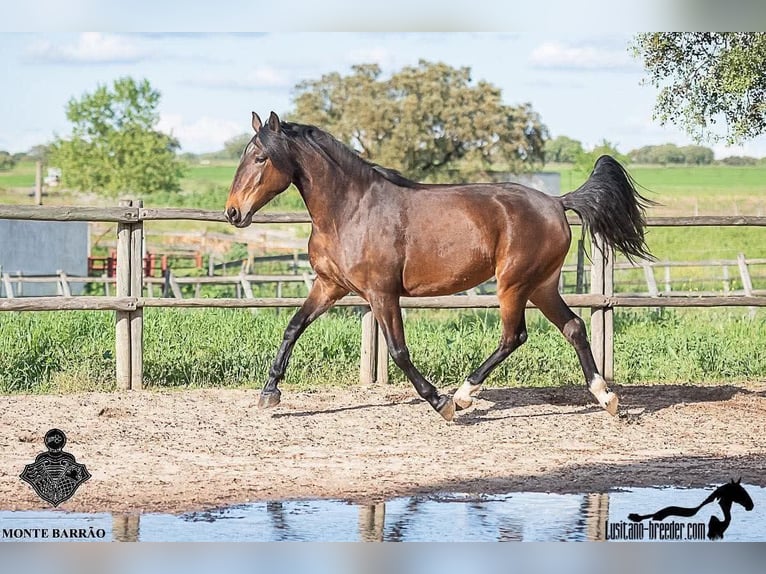 Lusitanos Stute 9 Jahre 155 cm Dunkelbrauner in Zakupy