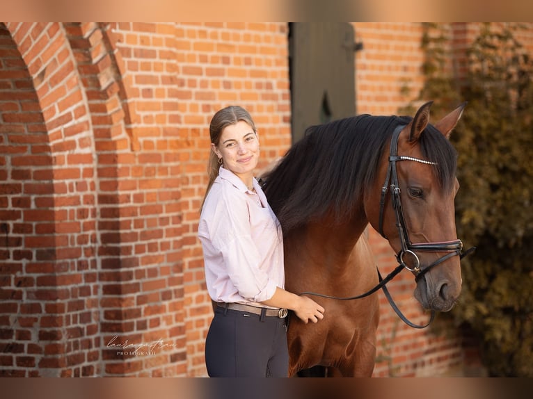 Lusitanos Stute 9 Jahre 158 cm Brauner in Kiel