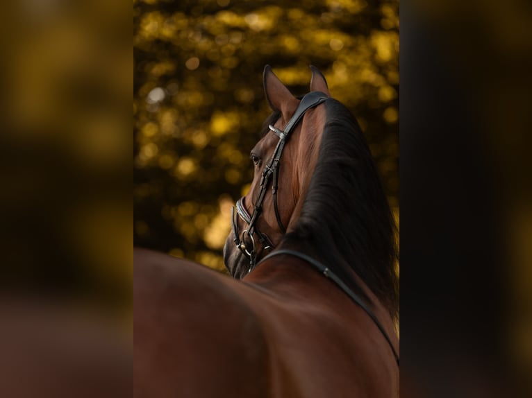 Lusitanos Stute 9 Jahre 158 cm Brauner in Kiel