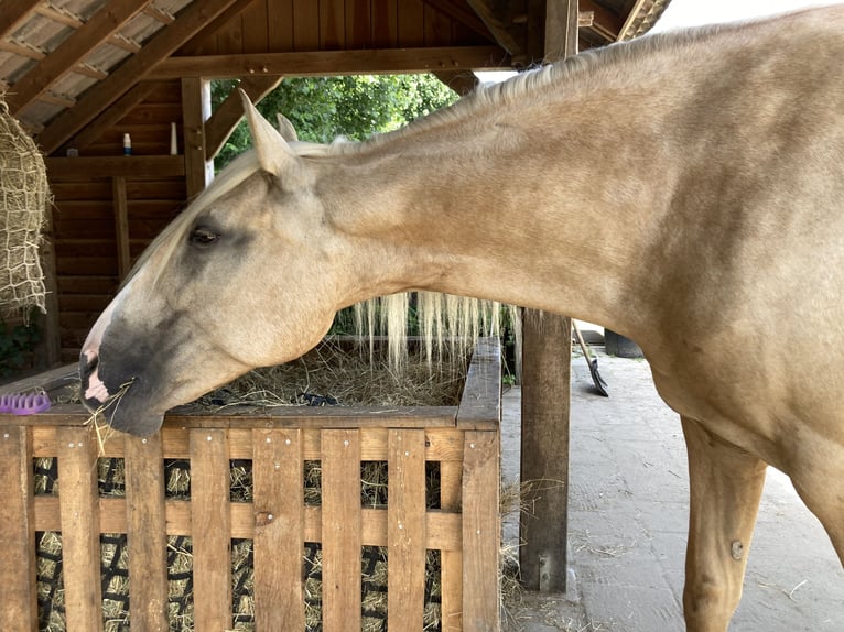 Lusitanos Stute 9 Jahre 161 cm Palomino in Nieuw-Vennep