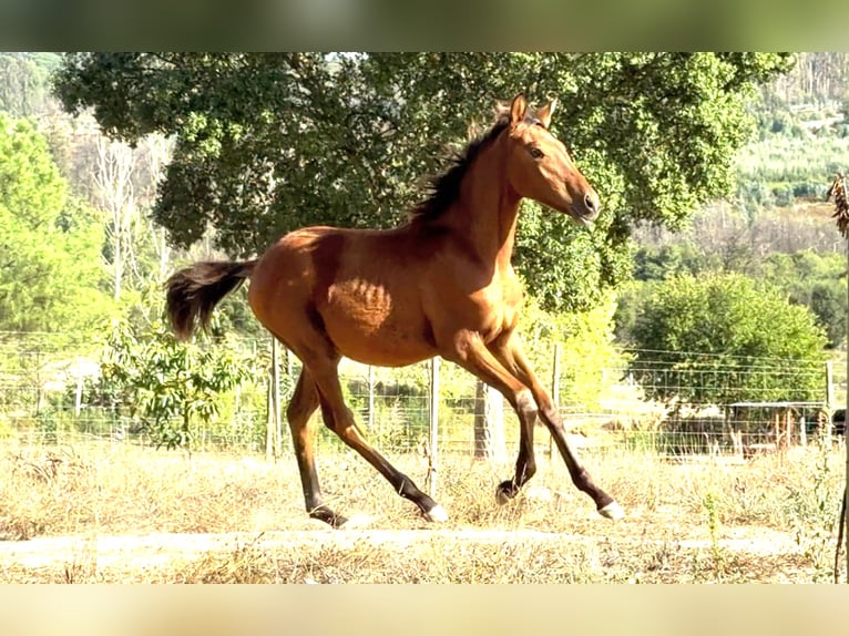 Lusitanos Stute 9 Jahre 162 cm Schimmel in Cabanas de Viriato
