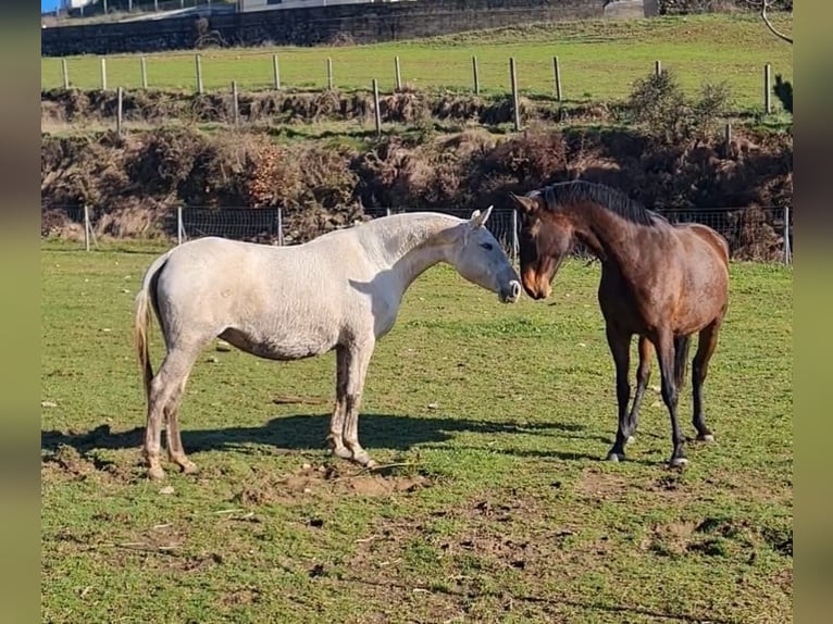 Lusitanos Stute 9 Jahre 162 cm Schimmel in Felgueiras