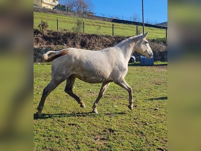 Lusitanos Stute 9 Jahre 162 cm Schimmel in Felgueiras