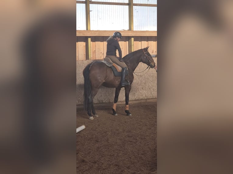 Lusitanos Stute 9 Jahre 164 cm Brauner in Leogang