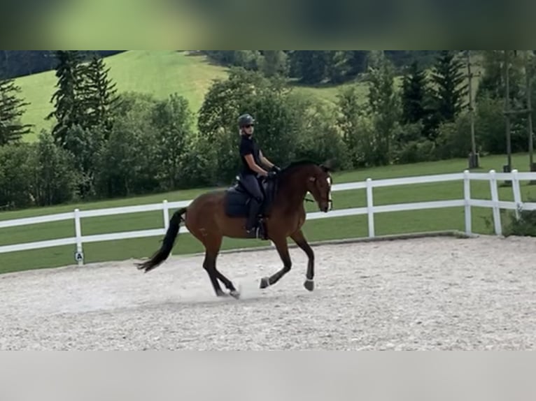 Lusitanos Stute 9 Jahre 164 cm Brauner in Leogang