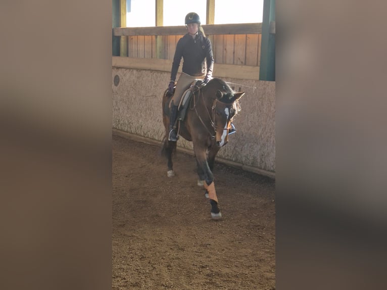 Lusitanos Stute 9 Jahre 164 cm Brauner in Leogang