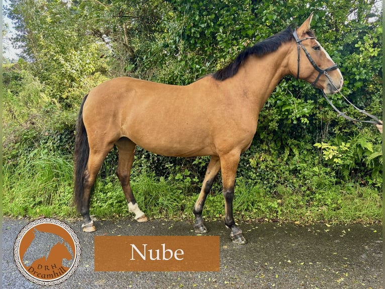 Lusitanos Stute 9 Jahre 164 cm Hellbrauner in Loughrea