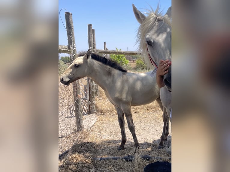 Lusitanos Mix Stute Fohlen (04/2026) 110 cm Rotbrauner in Alentejo vendas novas
