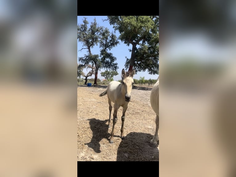 Lusitanos Mix Stute Fohlen (04/2026) 110 cm Rotbrauner in Alentejo vendas novas