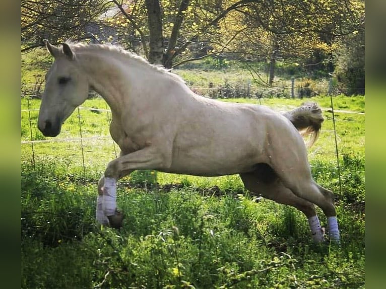 Lusitanos Stute Fohlen (05/2026) 130 cm Fuchs in Sucé sur Erdre