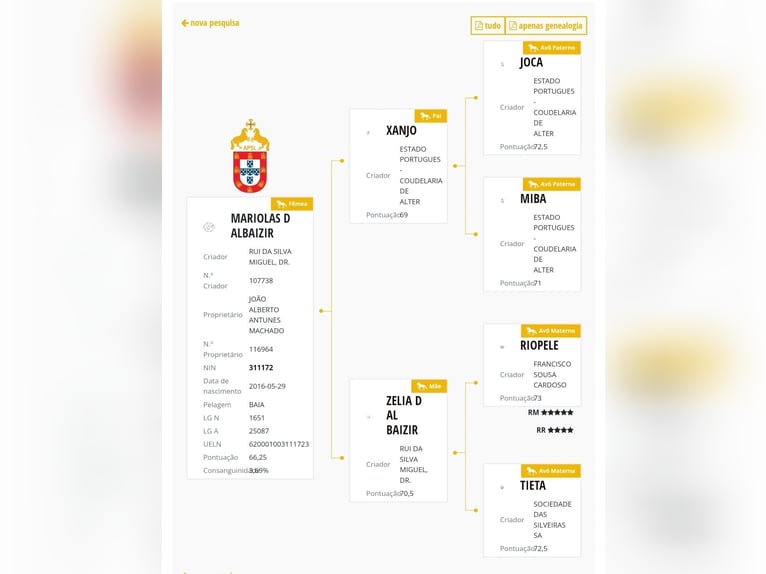 Lusitanos Stute Fohlen (03/2025) 135 cm Cremello in Guérande Lusitanos Stute Fohlen (03/2025) 135 cm Cremello in Guérande