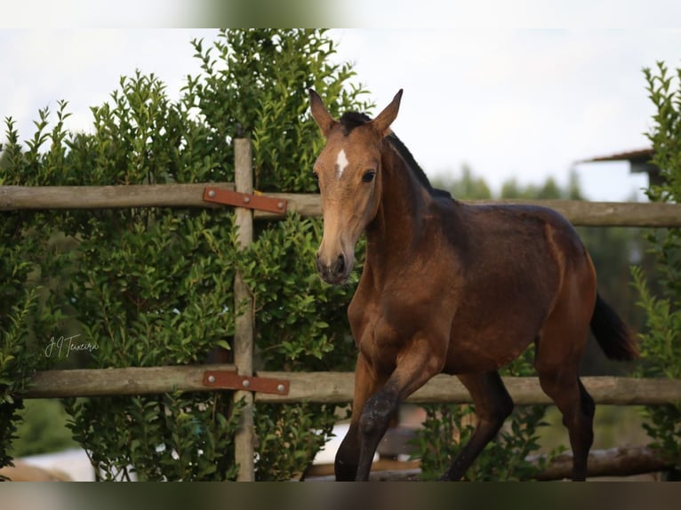 Lusitanos Stute Fohlen (03/2024) 159 cm Buckskin in Rio Maior