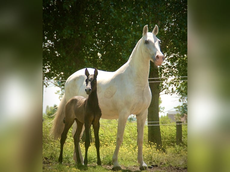 Lusitanos Stute Fohlen (05/2026) 160 cm Schimmel in Bredene