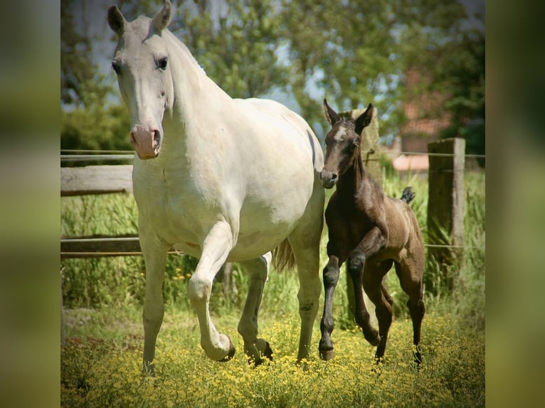 Lusitanos Stute Fohlen (05/2026) 160 cm Schimmel in Bredene