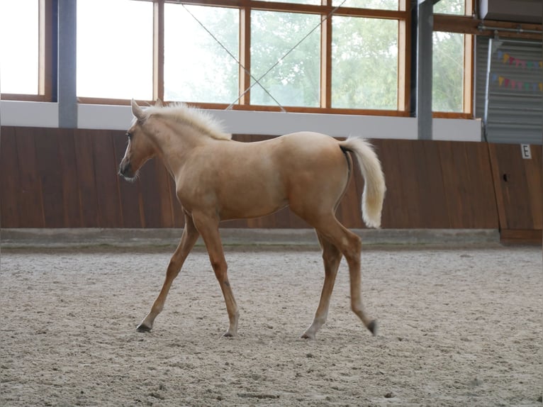 Lusitanos Stute Fohlen (04/2025) 162 cm Palomino in Bedburg