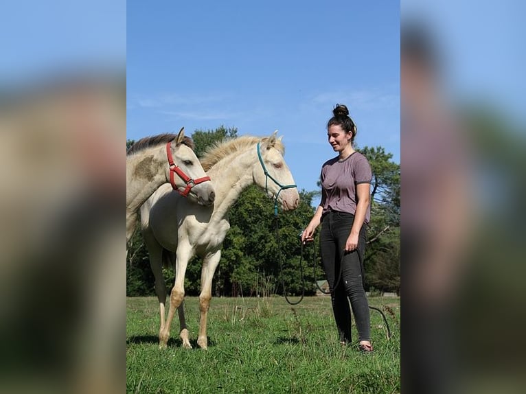 Lusitanos Stute Fohlen (05/2025) 162 cm Pearl in Goven