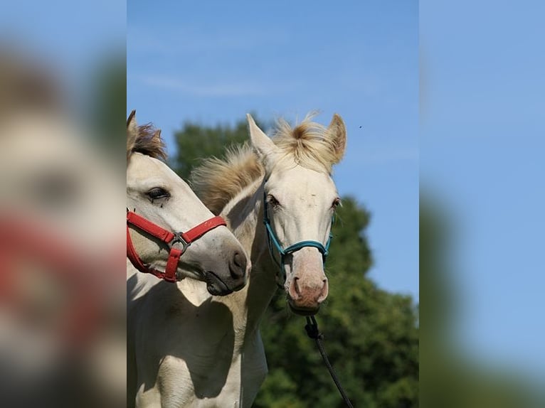 Lusitanos Stute Fohlen (05/2025) 162 cm Pearl in Goven