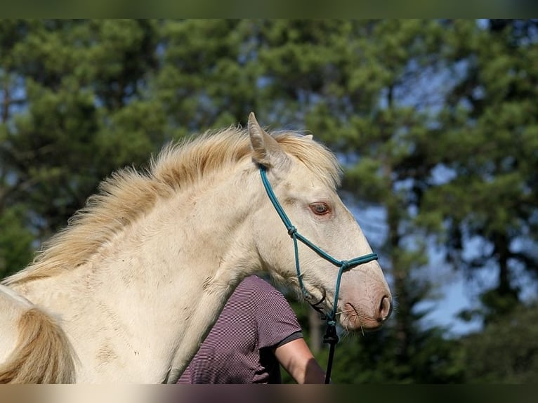 Lusitanos Stute Fohlen (05/2025) 162 cm Pearl in Goven