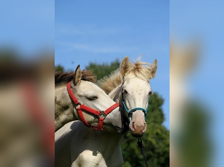 Lusitanos Stute Fohlen (05/2025) 162 cm Pearl in Goven