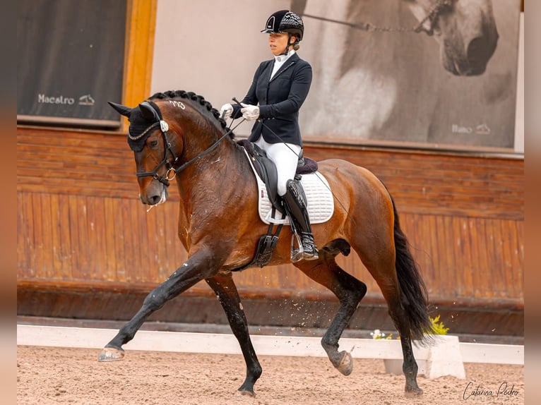 Lusitanos Stute Fohlen (04/2026) 165 cm Brauner in Bredene