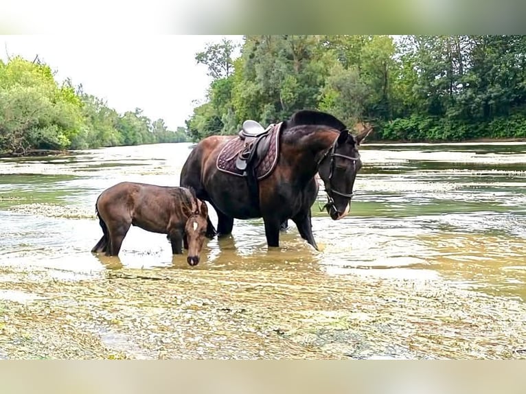 Lusitanos Stute Fohlen (05/2025) 165 cm Rappe in Gaillac-Toulza