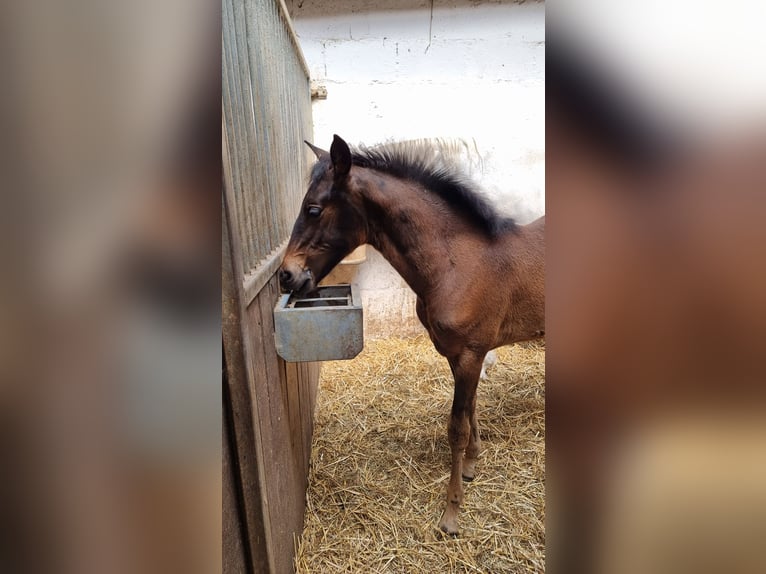 Lusitanos Stute Fohlen (02/2026) 168 cm Dunkelbrauner in Hünfelden