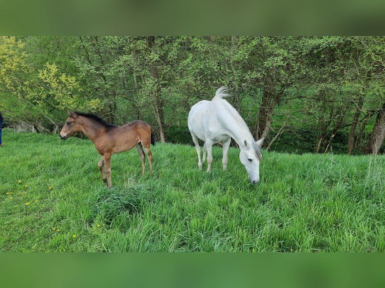 Lusitanos Stute Fohlen (02/2026) 168 cm Dunkelbrauner in Hünfelden