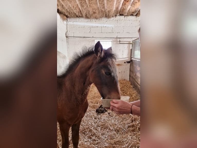 Lusitanos Stute Fohlen (02/2026) 168 cm Dunkelbrauner in Hünfelden