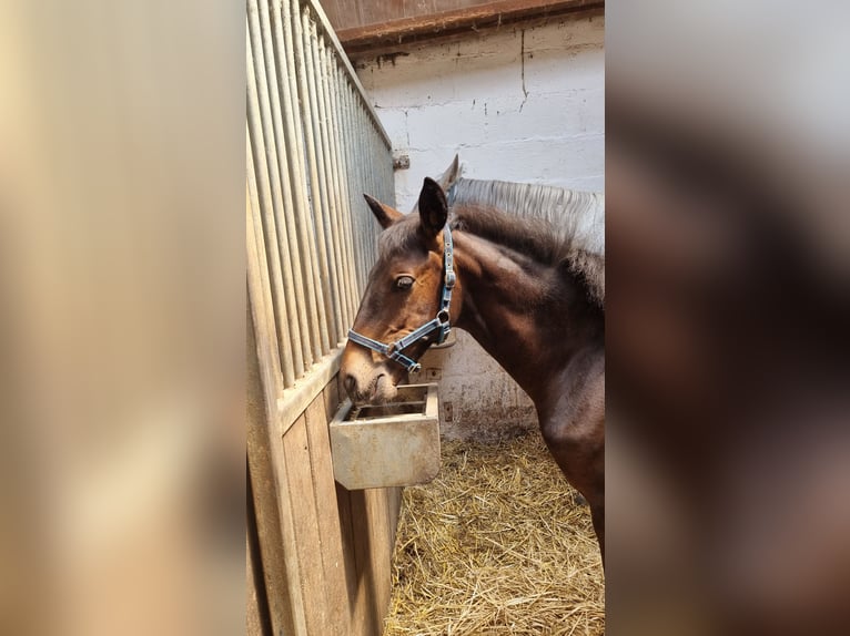 Lusitanos Stute Fohlen (02/2026) 168 cm Dunkelbrauner in Hünfelden