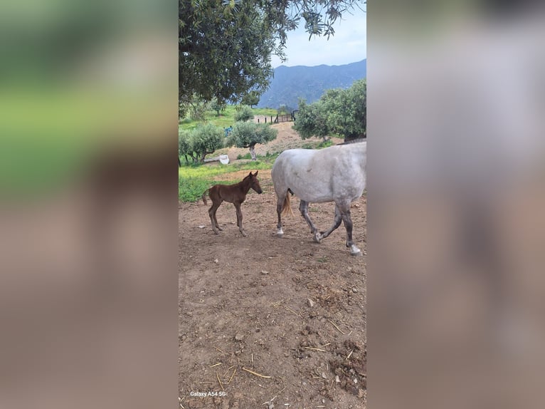 Lusitanos Stute Fohlen (04/2025) 168 cm Schimmel in Malaga