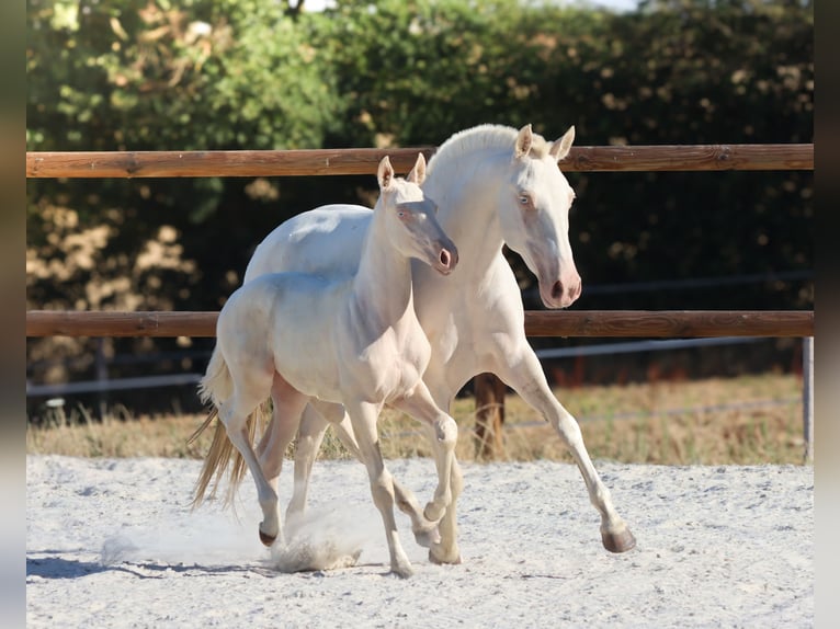 Lusitanos Stute Fohlen (04/2026) Cremello in Grury
