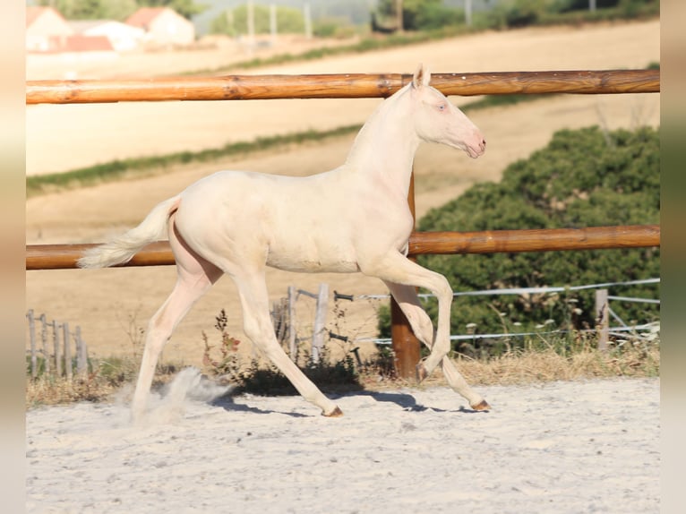 Lusitanos Stute Fohlen (04/2026) Cremello in Grury