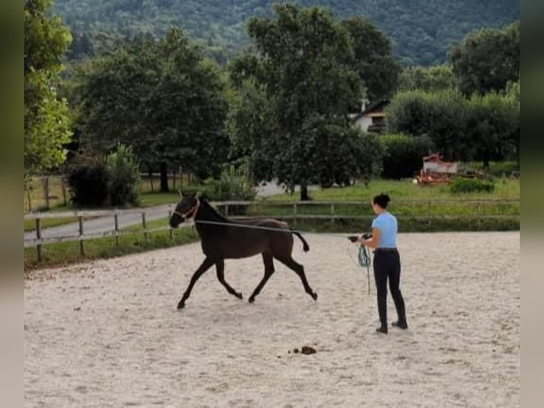 Lusitanos Stute Fohlen (01/2024) Rappe in Draillant