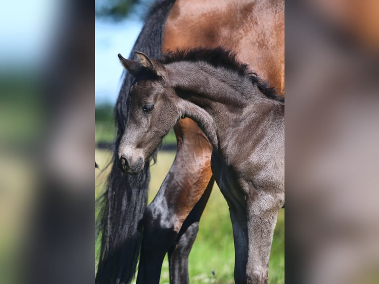 Lusitanos Stute Fohlen (06/2024) Rappe in Mussel