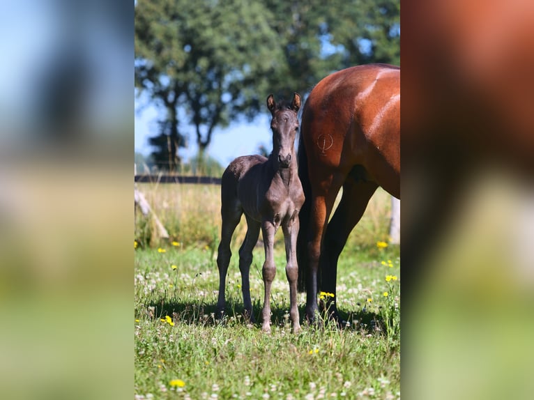 Lusitanos Stute Fohlen (06/2024) Rappe in Mussel