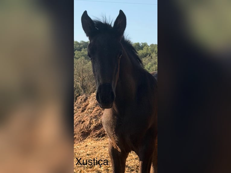 Lusitanos Stute Fohlen (03/2026)  in Vila Viçosa