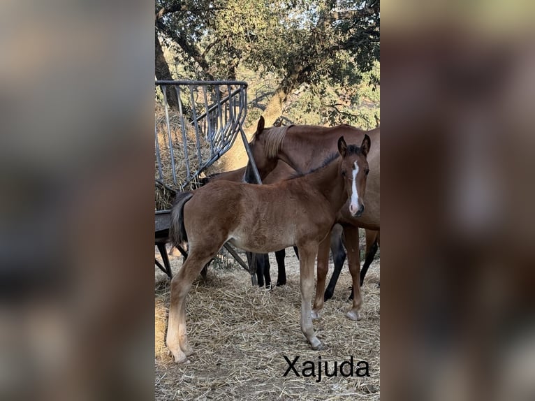 Lusitanos Stute Fohlen (03/2026)  in Vila Viçosa