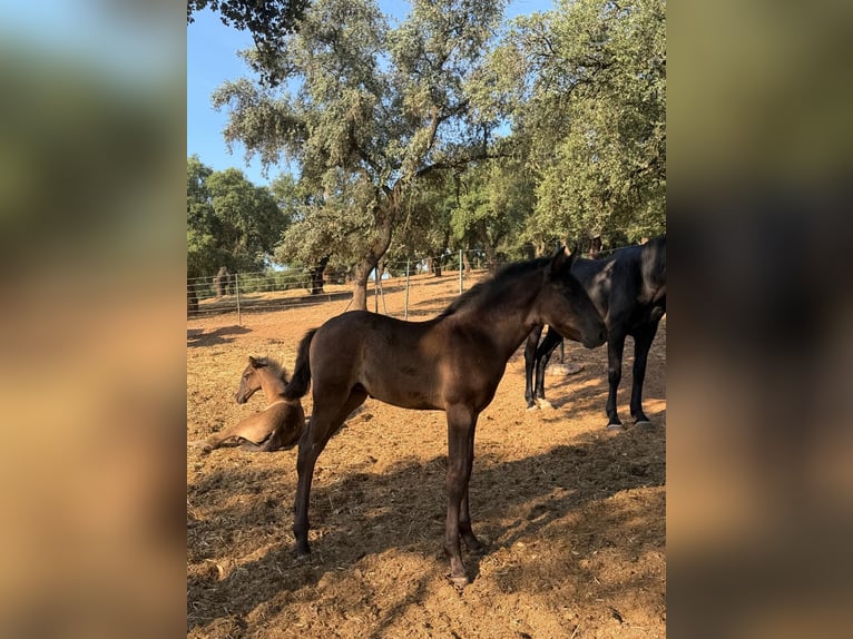 Lusitanos Stute Fohlen (03/2026)  in Vila Viçosa