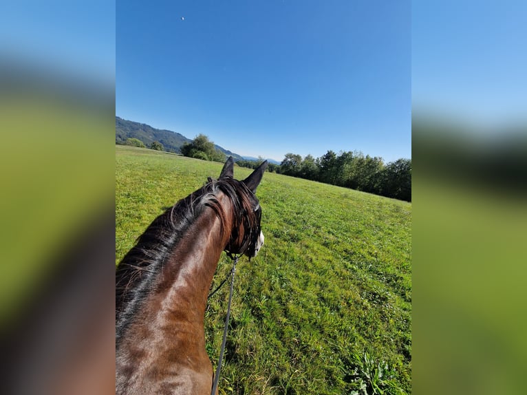 Lusitanos Wallach 10 Jahre 147 cm Brauner in Diegten