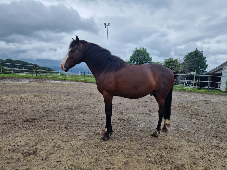 Lusitanos Wallach 10 Jahre 147 cm Brauner in Diegten
