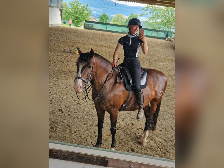 Lusitanos Wallach 10 Jahre 147 cm Brauner in Diegten