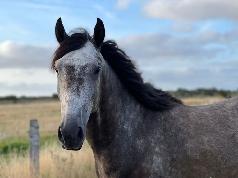 Lusitanos Wallach 10 Jahre 151 cm Apfelschimmel in Westerland