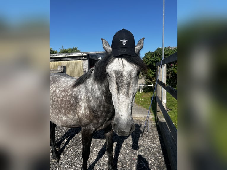 Lusitanos Wallach 10 Jahre 151 cm Apfelschimmel in Westerland