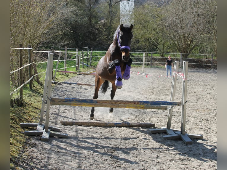 Lusitanos Mix Wallach 10 Jahre 153 cm Dunkelbrauner in Überlingen