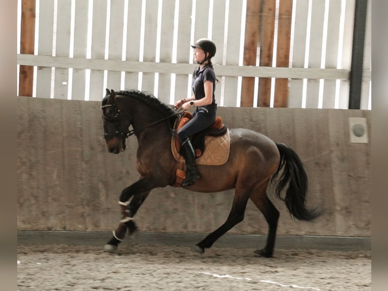 Lusitanos Mix Wallach 10 Jahre 153 cm Dunkelbrauner in Überlingen