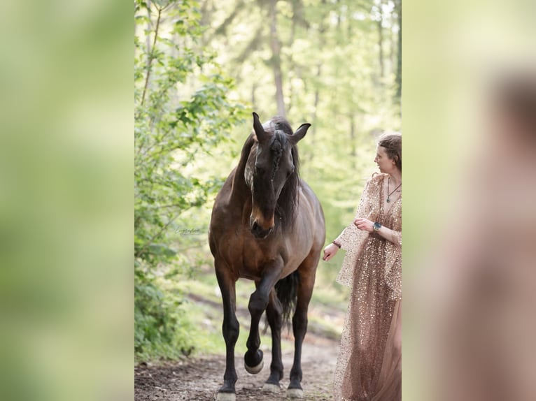 Lusitanos Mix Wallach 10 Jahre 153 cm Dunkelbrauner in Überlingen
